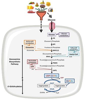 Regulation of Polycomb Repression by O-GlcNAcylation: Linking Nutrition to Epigenetic Reprogramming in Embryonic Development and Cancer